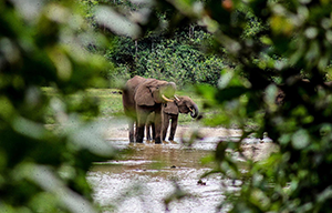 elephants